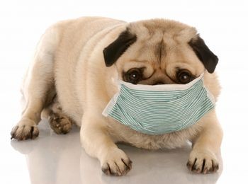 Kopeklerde Kennel Cough Petside Veteriner Klinigi